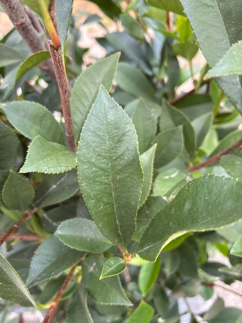 Schmalblättrige Glanzmispel / PHOTINIA FRASERI 'ANGUSTIFOLIA'