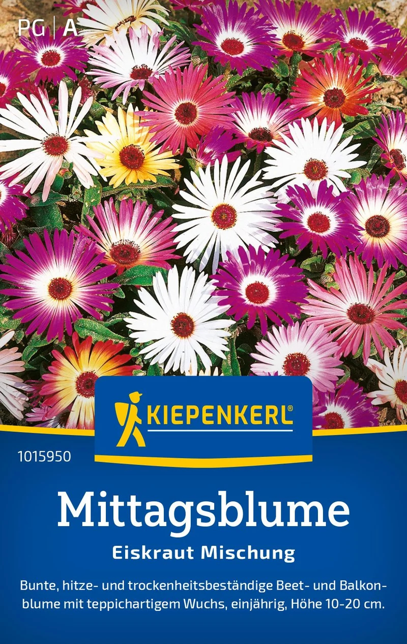 Mittagsblume Prachtmischung