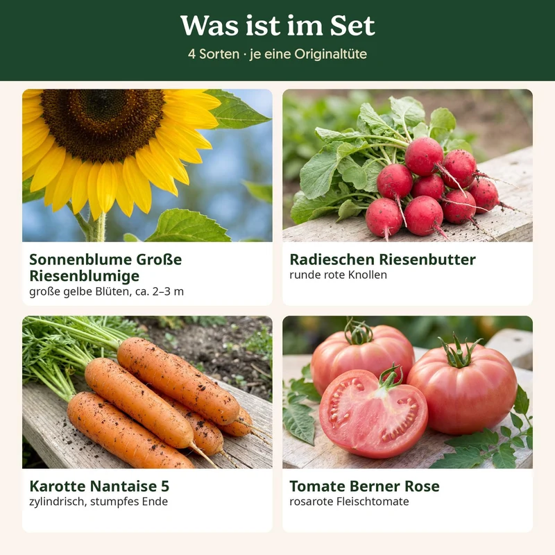 BioGlück Naschgarten Saatgut Set – 4 Bio Samen: Sonnenblume Riesenblumig, Radieschen Riesenbutter, Karotte Nantaise 5 & Tomate Berner Rose