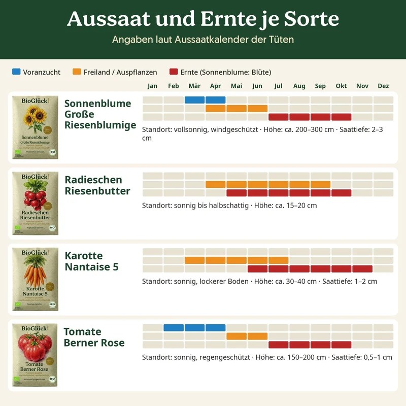 BioGlück Naschgarten Saatgut Set – 4 Bio Samen: Sonnenblume Riesenblumig, Radieschen Riesenbutter, Karotte Nantaise 5 & Tomate Berner Rose