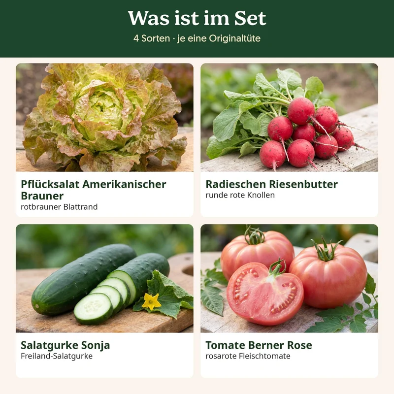 BioGlück Salatgarten Saatgut Set – 4 Bio Samen für den Sommersalat: Pflücksalat, Radieschen Riesenbutter, Salatgurke Sonja & Tomate Berner Rose