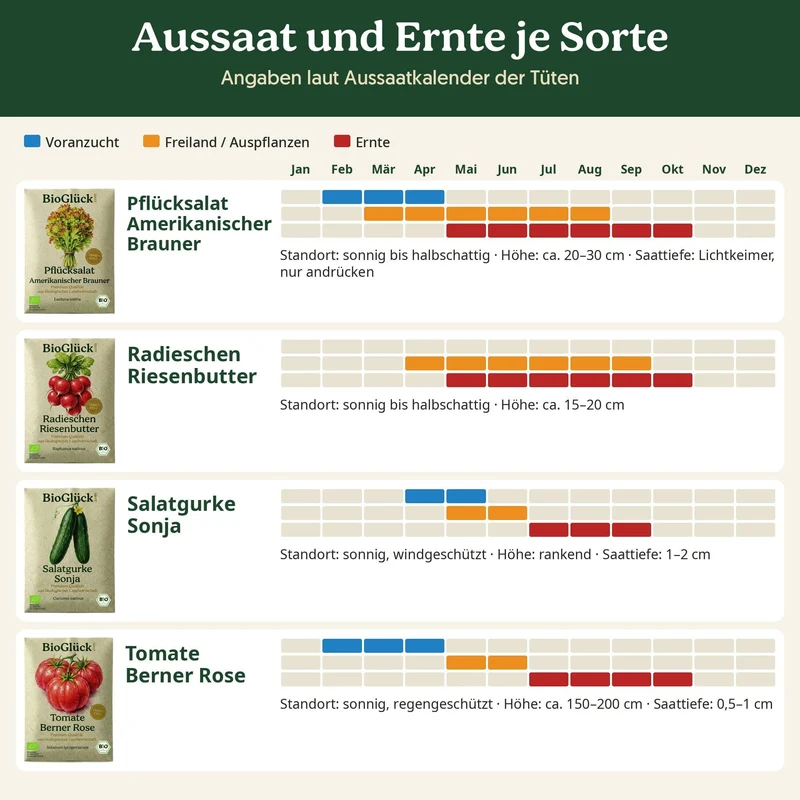 BioGlück Salatgarten Saatgut Set – 4 Bio Samen für den Sommersalat: Pflücksalat, Radieschen Riesenbutter, Salatgurke Sonja & Tomate Berner Rose