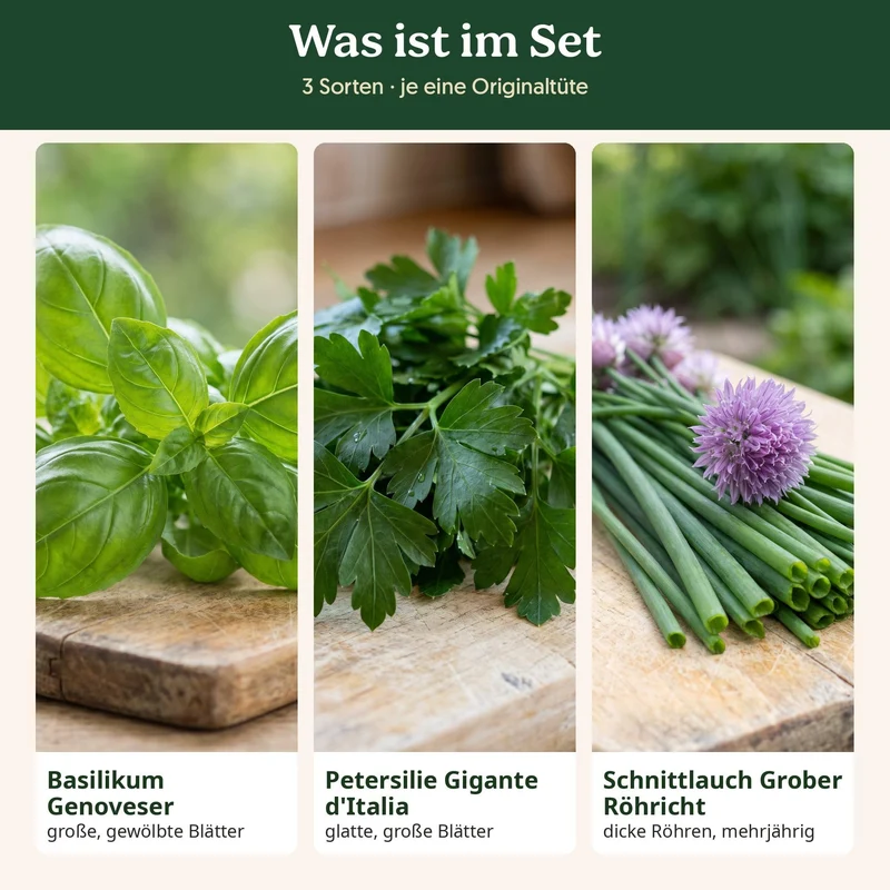 BioGlück Kräutergarten Saatgut Set – 3 Bio Kräutersamen: Basilikum Genoveser, Petersilie Gigante d'Italia, Schnittlauch Grober Röhricht