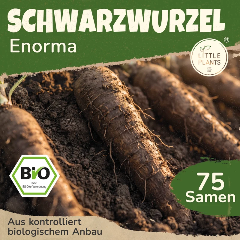 Bio-Schwarzwurzel (Enorma)