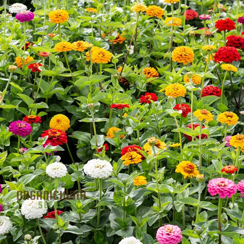 Super Giant Zinnia Mix Seeds – Large Summer Flower Blooms