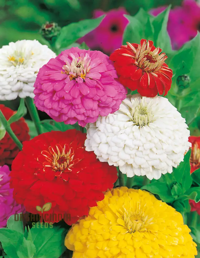Super Giant Zinnia Mix Seeds – Large Summer Flower Blooms