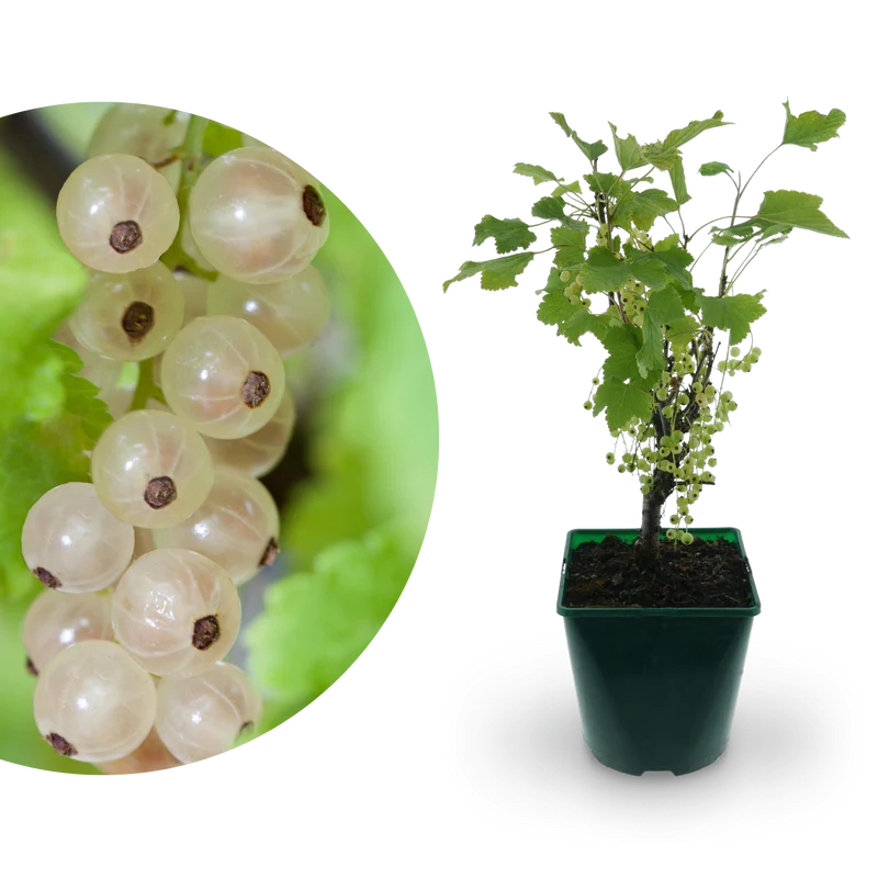 Bio-Johannisbeere 'Weiße Versailler'
