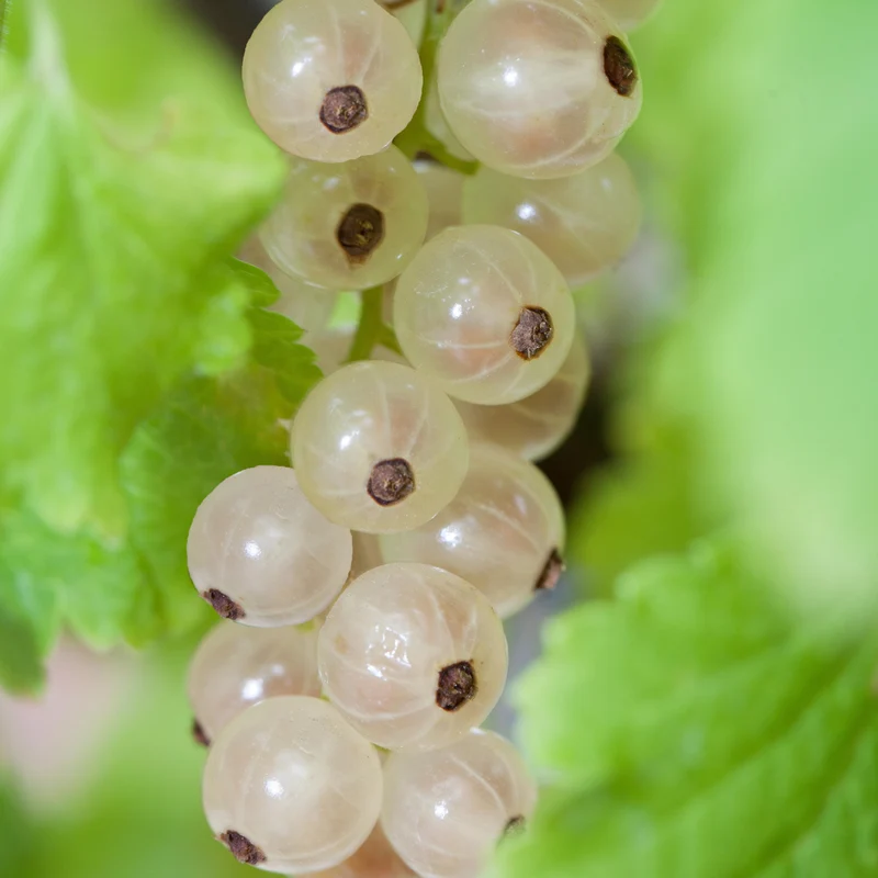 Bio-Johannisbeere 'Weiße Versailler'