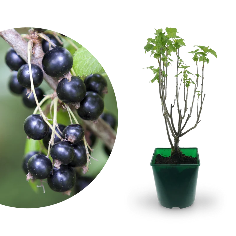 Bio-Schwarze Johannisbeere 'Ben Sarek'