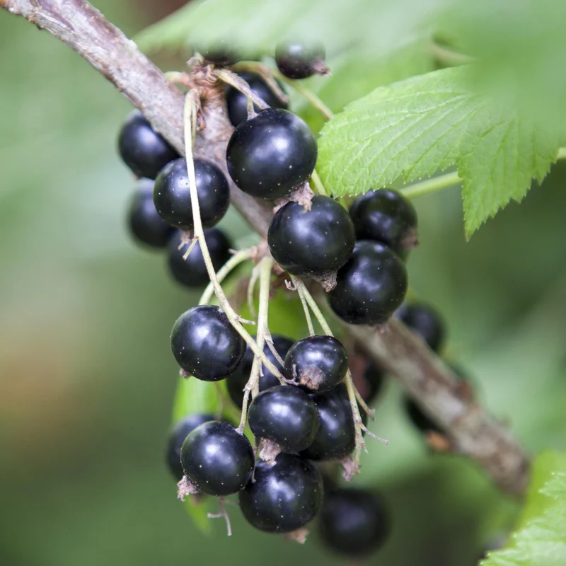 Bio-Schwarze Johannisbeere 'Ben Sarek'