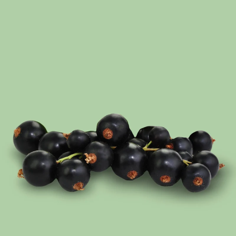 Bio-Schwarze Johannisbeere 'Ben Sarek'