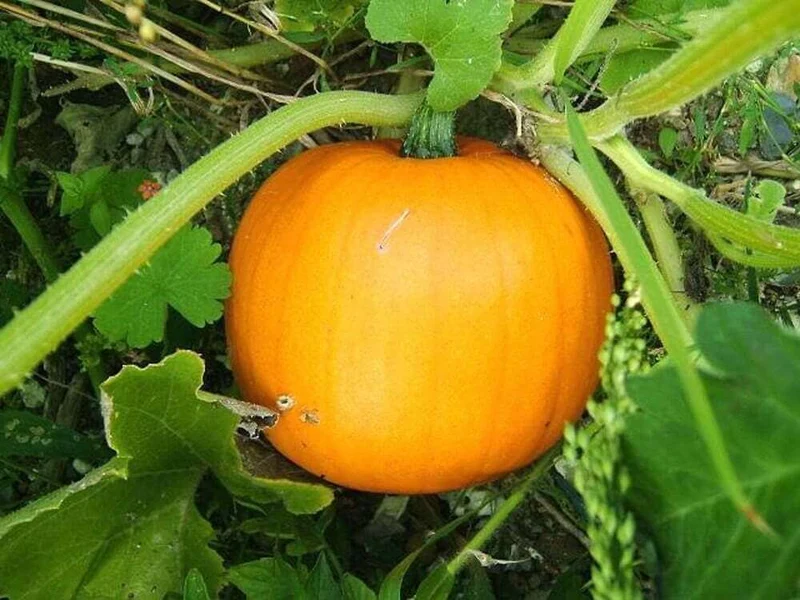 Pumpkin Cucurbita Seeds for Planting