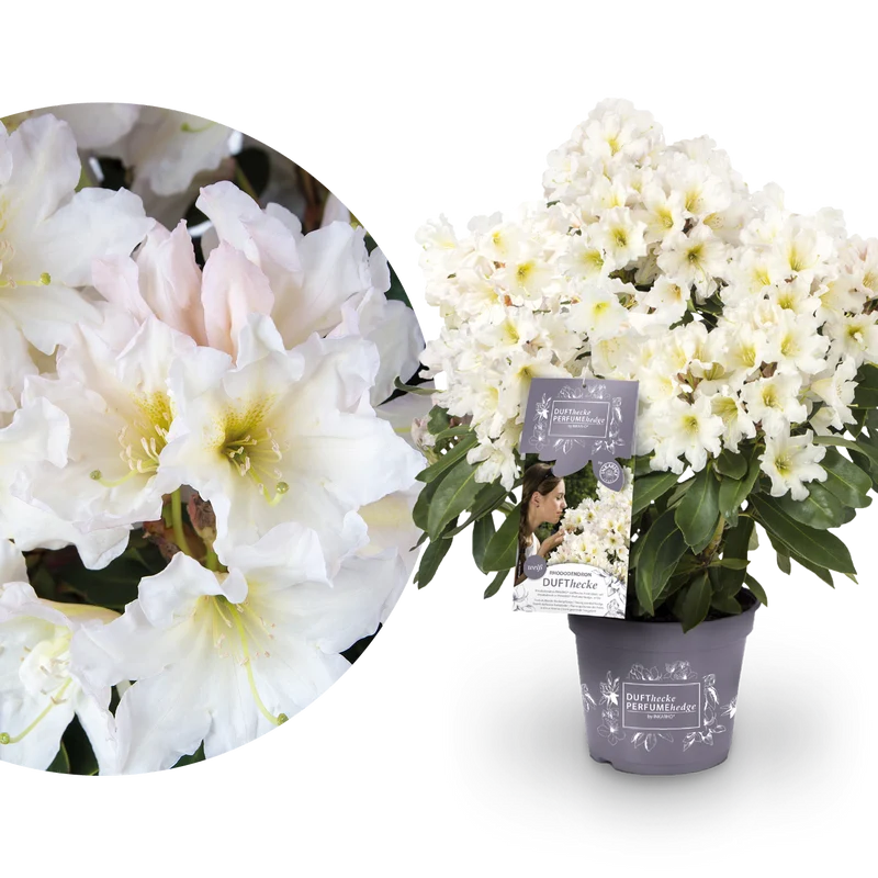 Rhododendron 'INKARHO® Dufthecke' Weiß