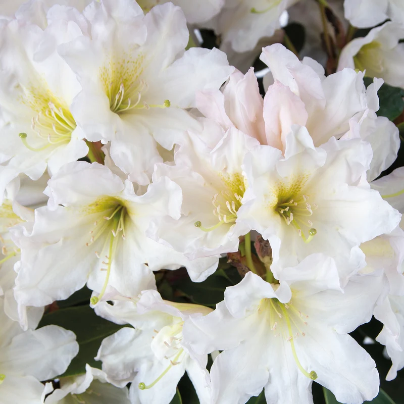 Rhododendron 'INKARHO® Dufthecke' Weiß
