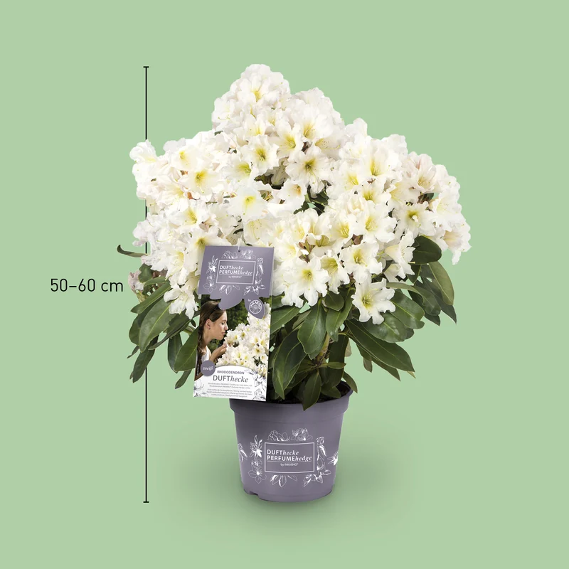 Rhododendron 'INKARHO® Dufthecke' Weiß