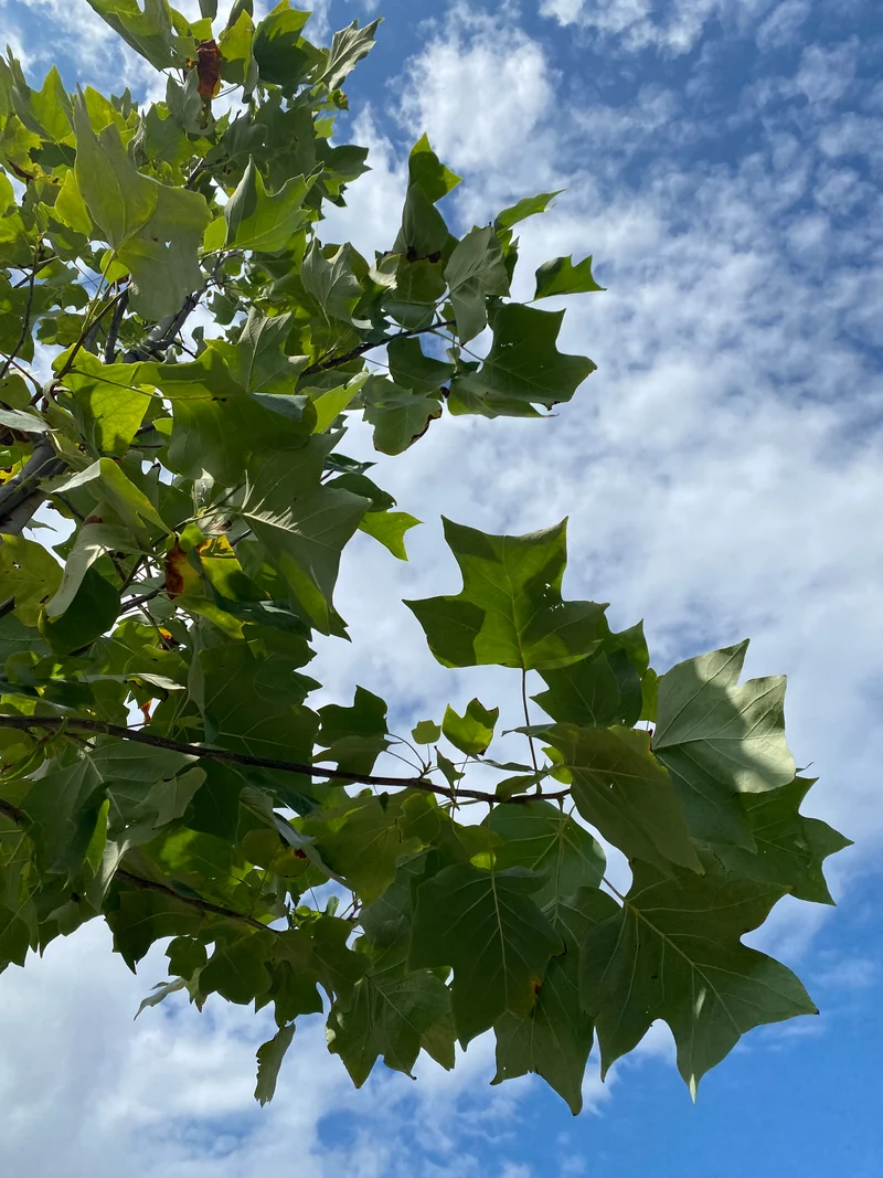Amerikanischer Tulpenbaum / Liriodendron tulipifera