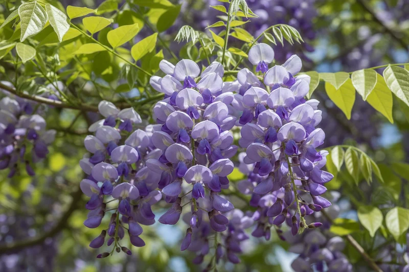 Amerikanischer Blauregen 'Amethyst Falls'® / Wisteria frutescens 'Amethyst Falls'®