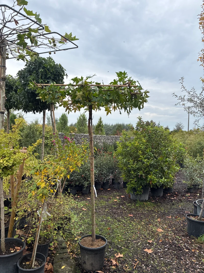 Amerikanischer Amberbaum / Liquidambar styraciflua