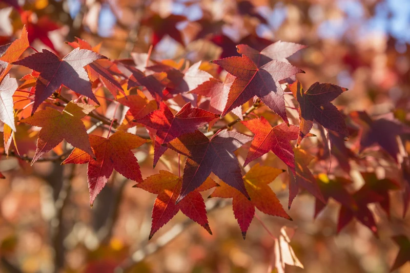 Amberbaum 'Slender Silhouette' / Liquidambar styraciflua 'Slender Silhouette'