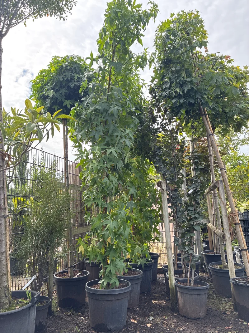 Amberbaum 'Slender Silhouette' / Liquidambar styraciflua 'Slender Silhouette'