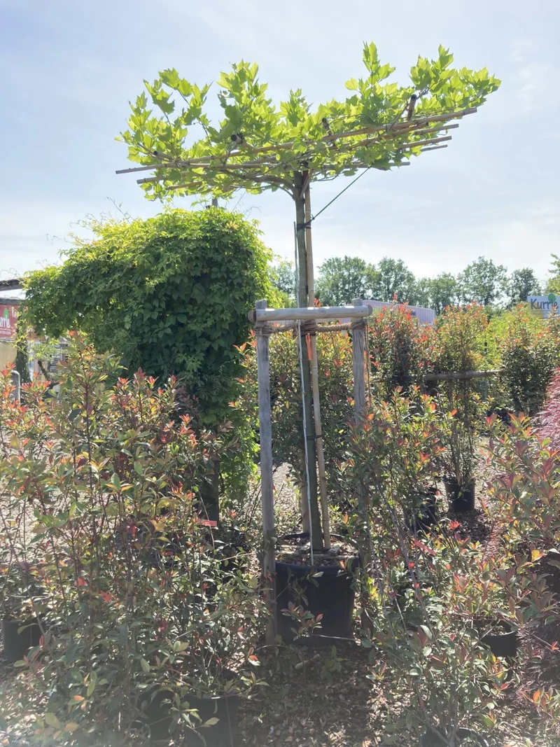 Ahornblättrige Platane / Platanus x hispanica, Stamm und Dachplatane