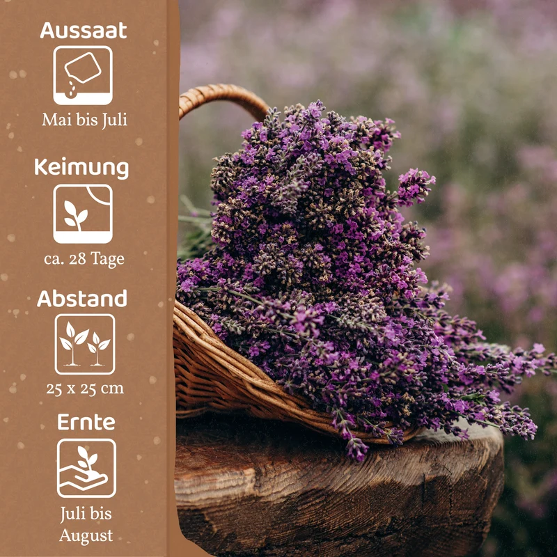 Bio-Lavendel