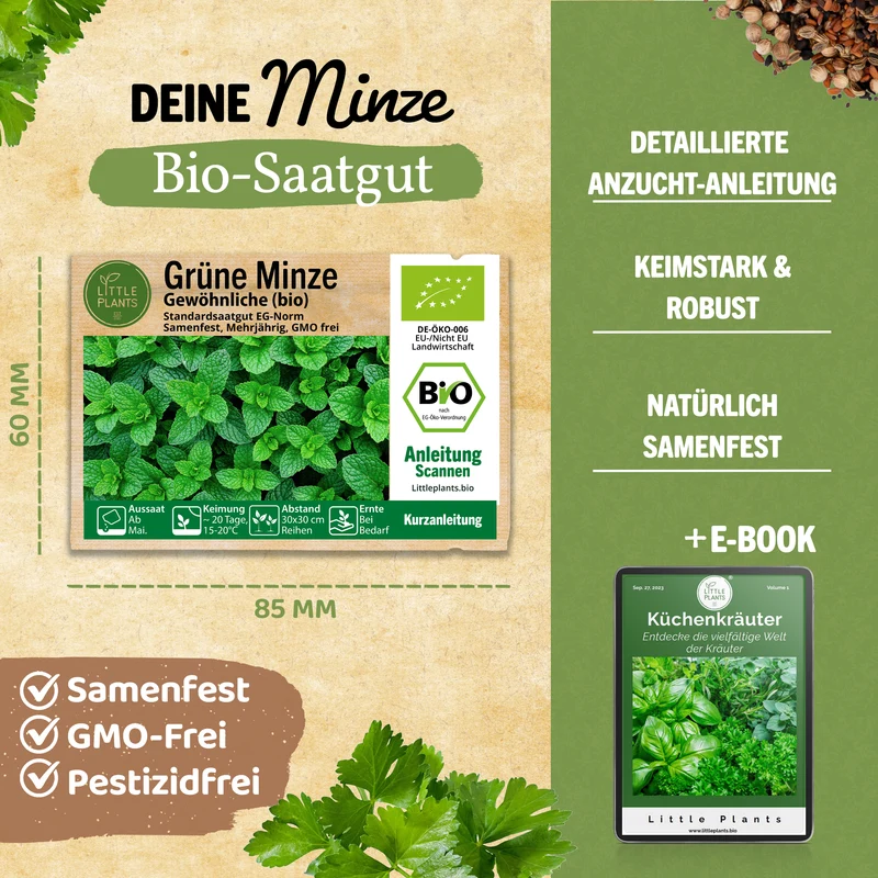 Bio-Minze (Grüne Minze)