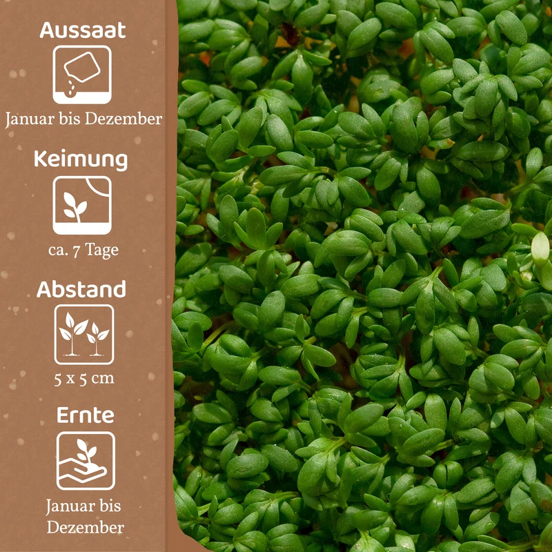 Bio-Kresse (Cressida)