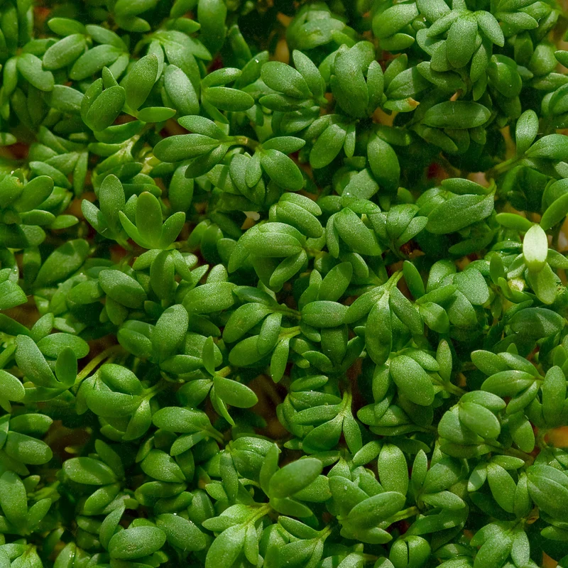 Bio-Kresse (Cressida)