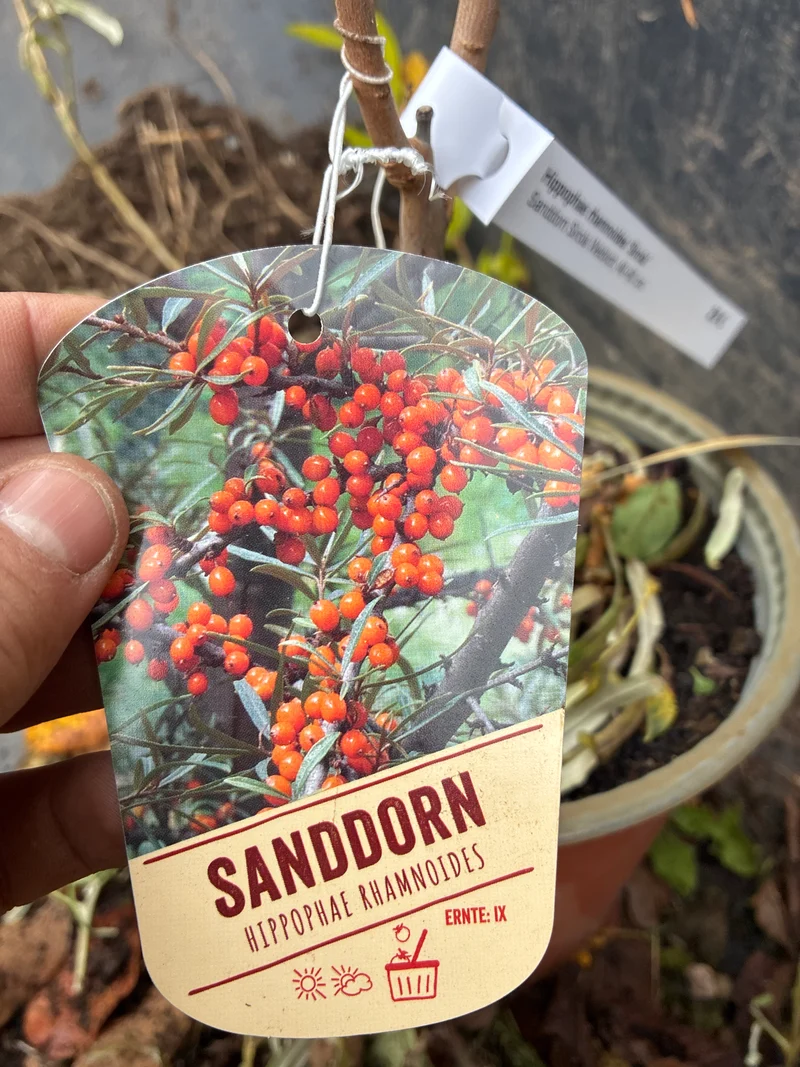 Sanddorn / Hippophae rhamnoides
