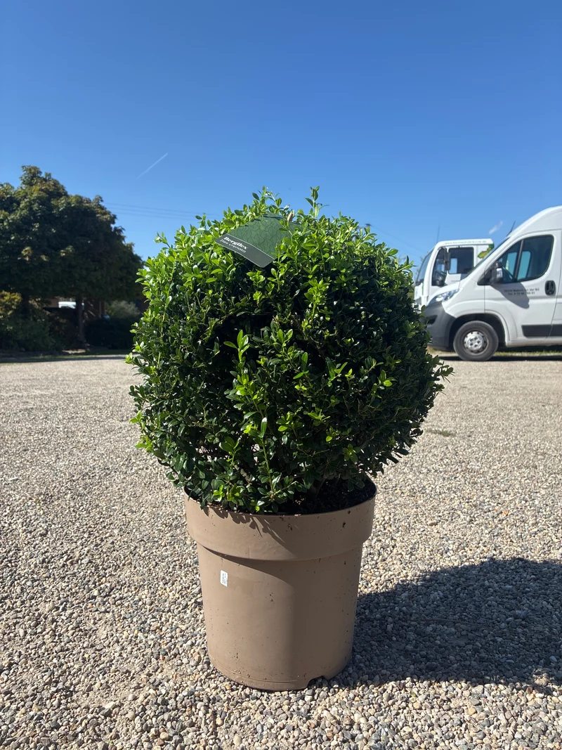 Berg-Ilex / Ilex crenata 'stokes'
