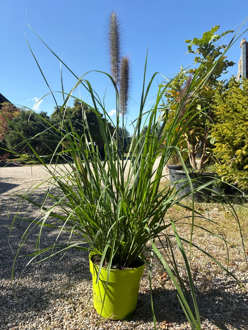 Lampenputzergras / Pennisetum alopecuroides 'Red Head'