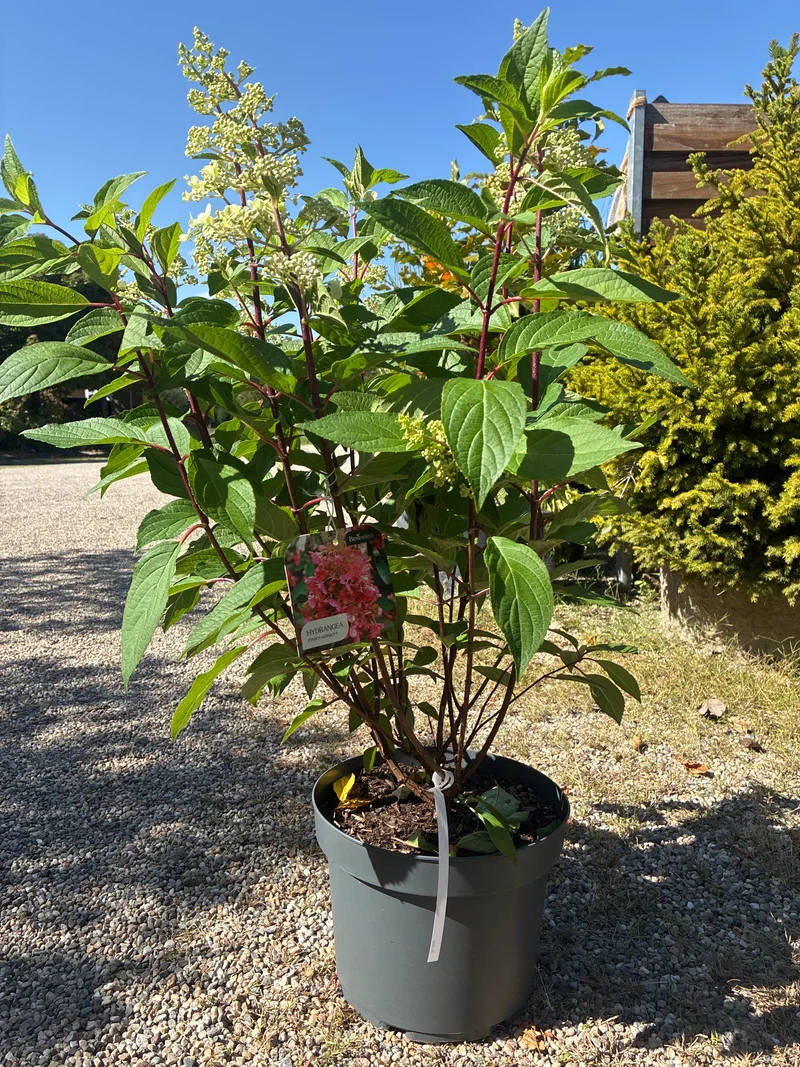 Rispenhortensie / Hydrangea paniculata 'Pinky Winky'