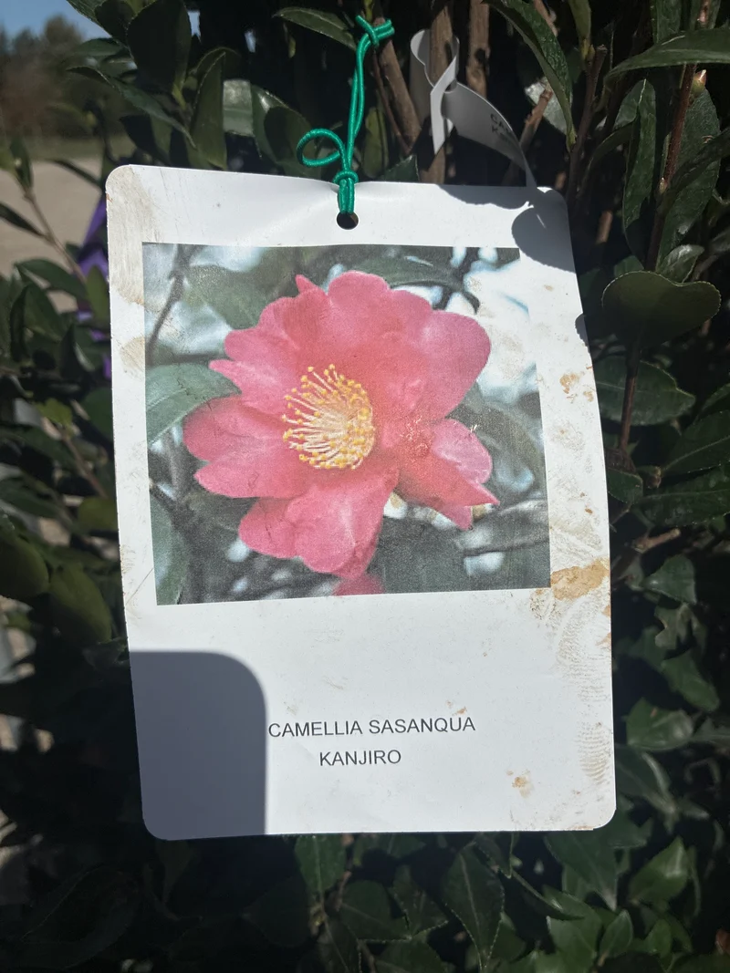 Kamelia / CAMELLIA SASANQUA 'Kanjiro'