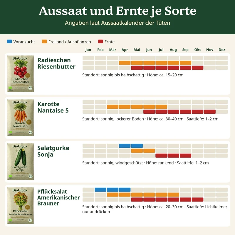 BioGlück Küchengarten Saatgut Set – 4 Bio Gemüsesamen: Radieschen Riesenbutter, Karotte Nantaise 5, Salatgurke Sonja & Pflücksalat