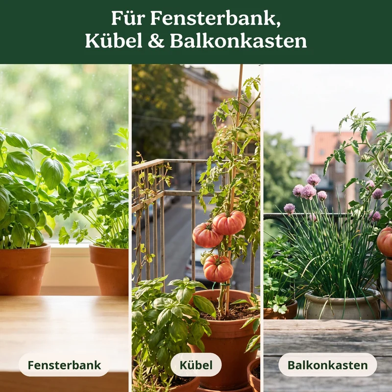 BioGlück Balkon & Fensterbank Saatgut Set – 5 Bio Samen: Basilikum, Petersilie, Schnittlauch, Tomate Berner Rose & Chili De Cayenne