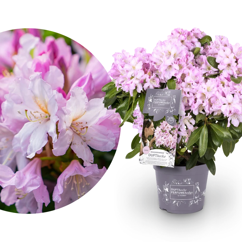 Rhododendron 'INKARHO® Dufthecke' Rosa