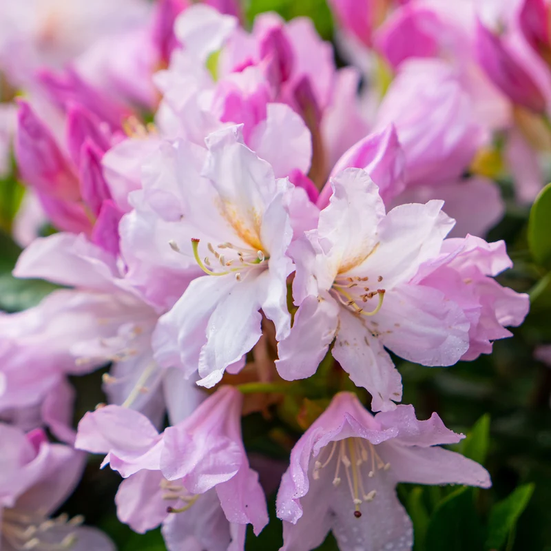 Rhododendron 'INKARHO® Dufthecke' Rosa