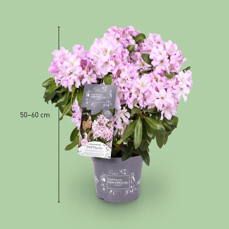 Rhododendron 'INKARHO® Dufthecke' Rosa