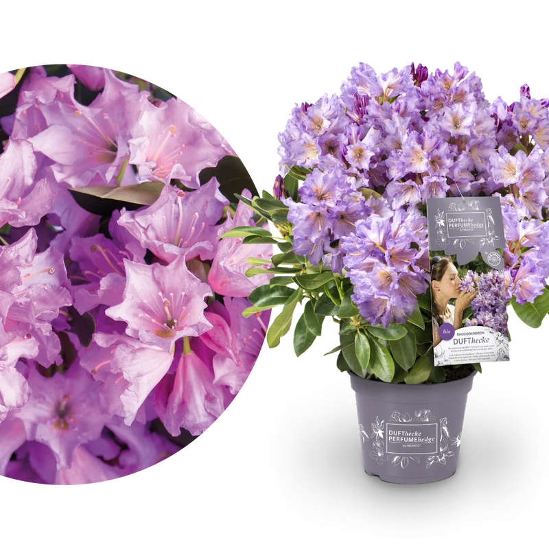 Rhododendron 'INKARHO® Dufthecke' Lila