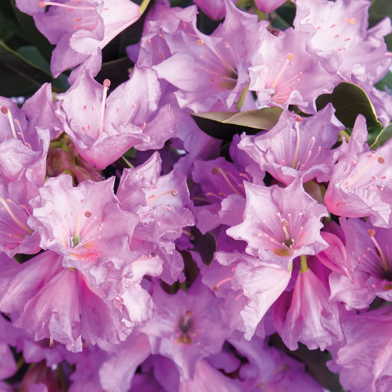 Rhododendron 'INKARHO® Dufthecke' Lila