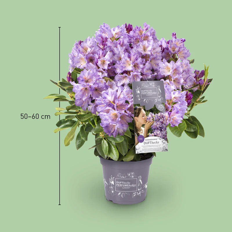 Rhododendron 'INKARHO® Dufthecke' Lila