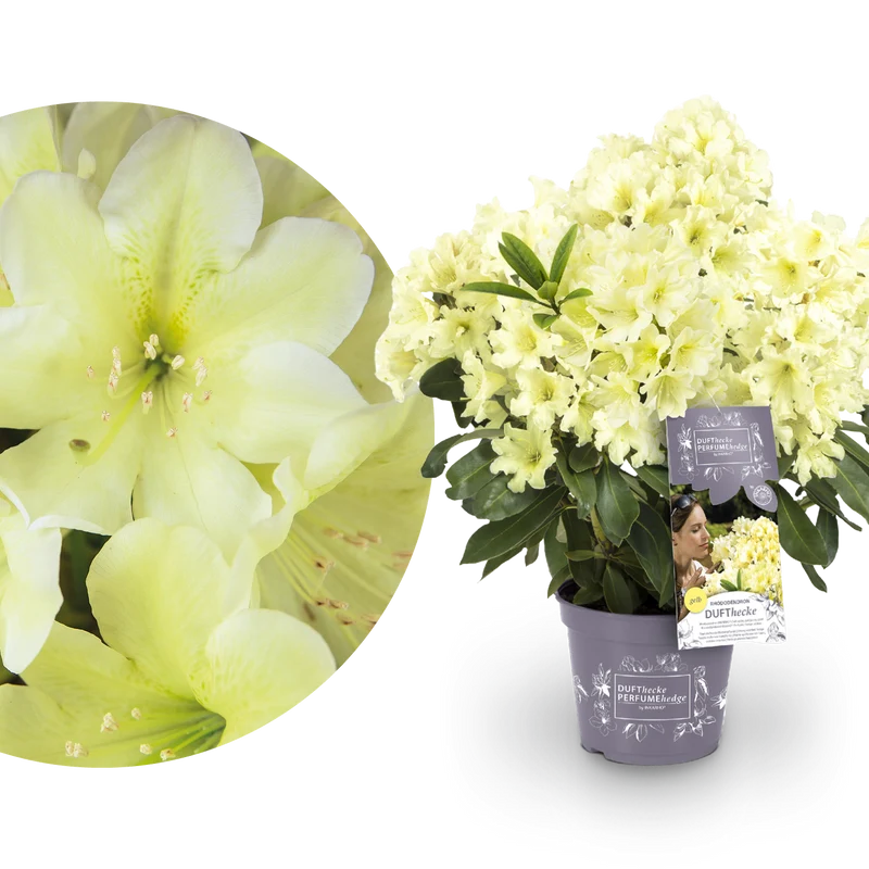 Rhododendron 'INKARHO® Dufthecke' Gelb