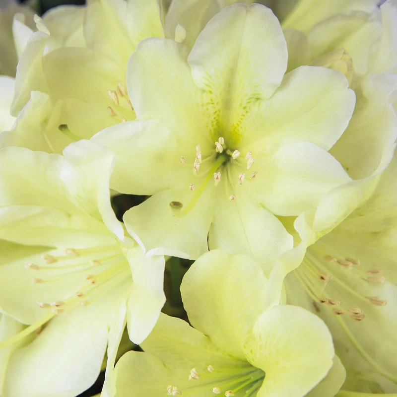 Rhododendron 'INKARHO® Dufthecke' Gelb