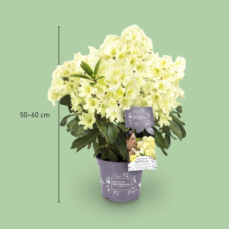 Rhododendron 'INKARHO® Dufthecke' Gelb