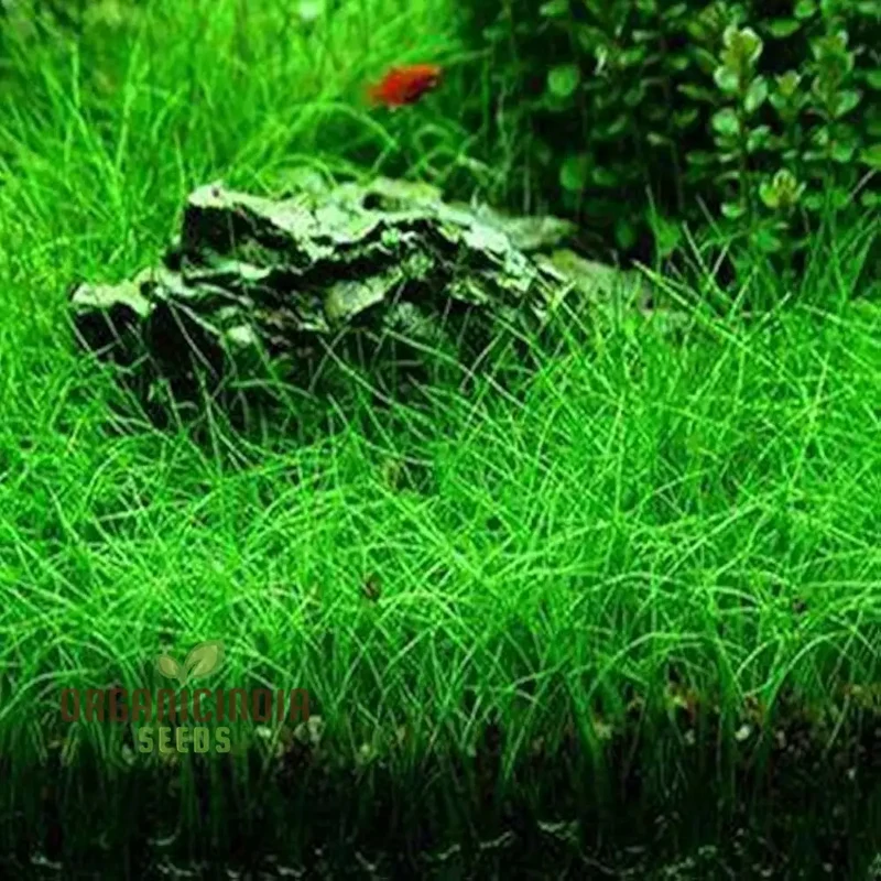 Aquarium Fish Tank Grass Seeds for Planting - 100 pcs