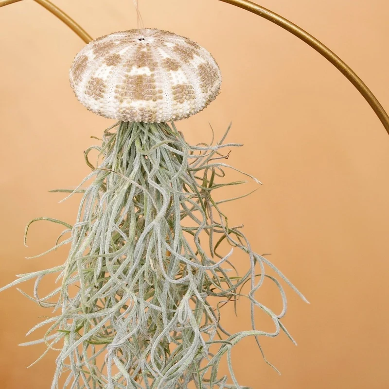 TILLANDSIA USNEOIDES - PANTHER