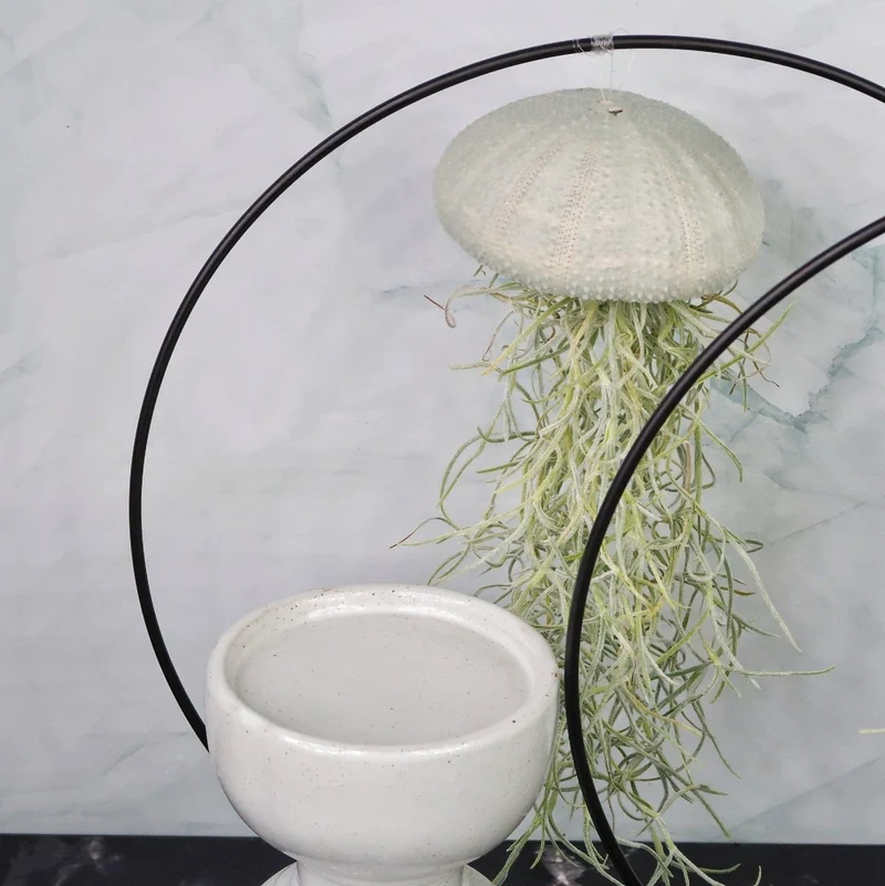 TILLANDSIA USNEOIDES - VELVET EUCALYPTUS