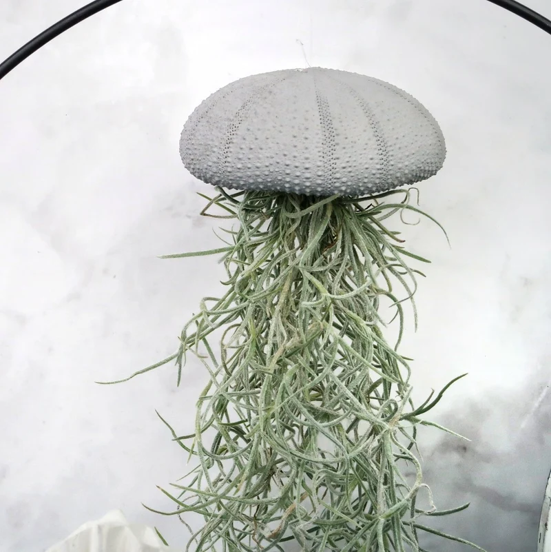 TILLANDSIA USNEOIDES - GREY