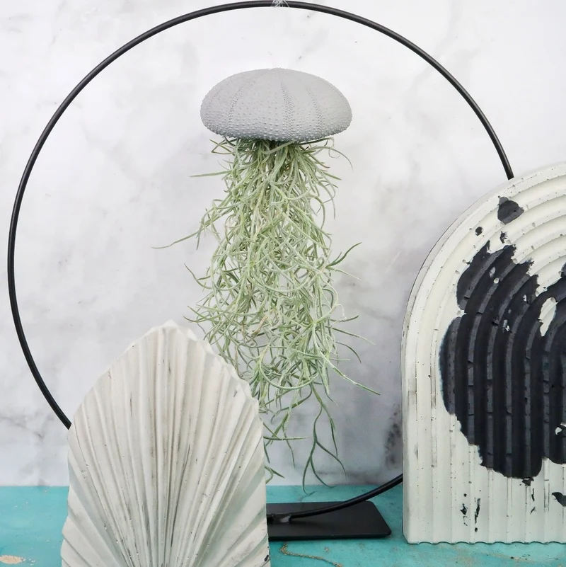 TILLANDSIA USNEOIDES - GREY